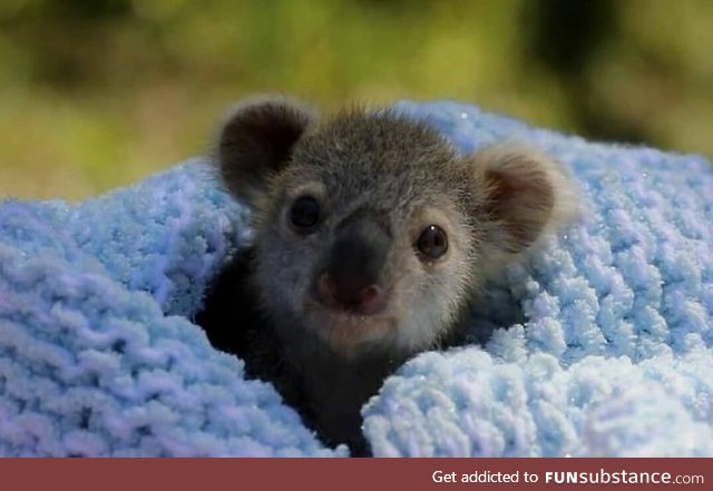 Baby Koala (Too Cute for it's own good)