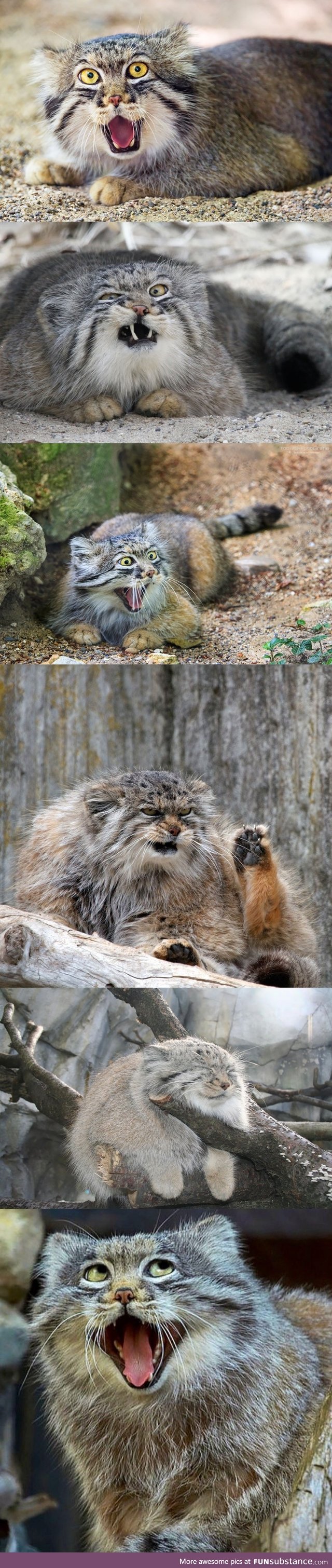 The Manul Cat (Aka Pallus's Cat). An expression for every mood