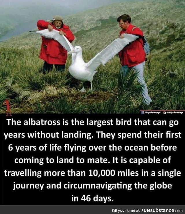 Some albatross facts