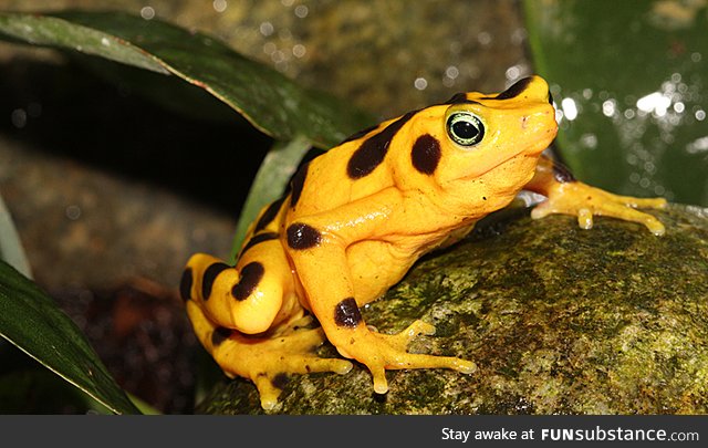 Froggo Fren #83 - Panamanian Golden Frog