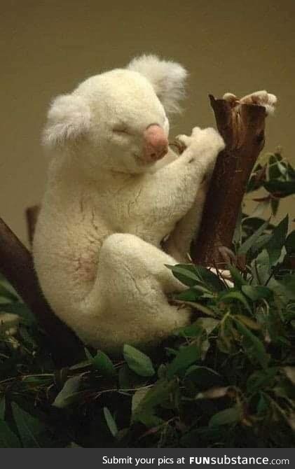 A rare but beautiful albino koala.