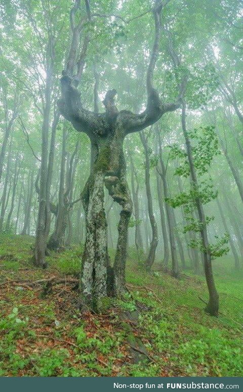 The Spirit of the Forest - this beautiful tree is found in Bulgaria
