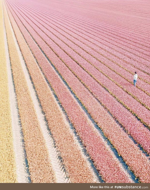 Tulip field in the Netherlands seem nice