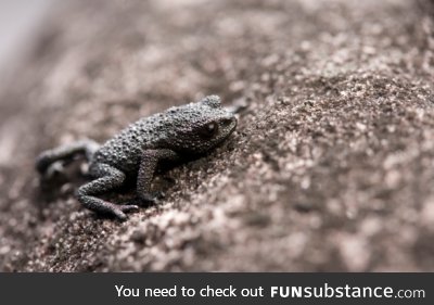 Froggo Fren #84 - Pebble Toad