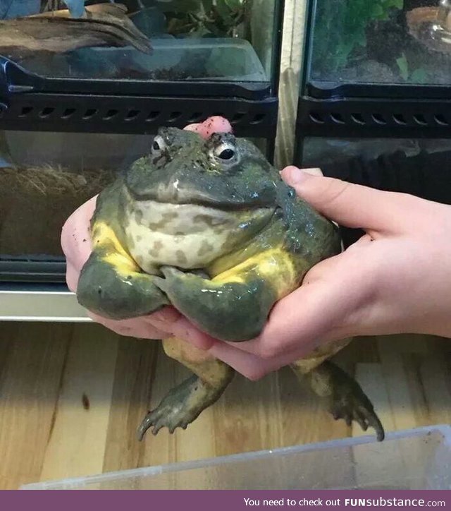 This toad looks like a final boss