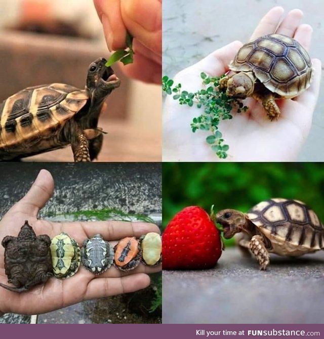 Love Turtles