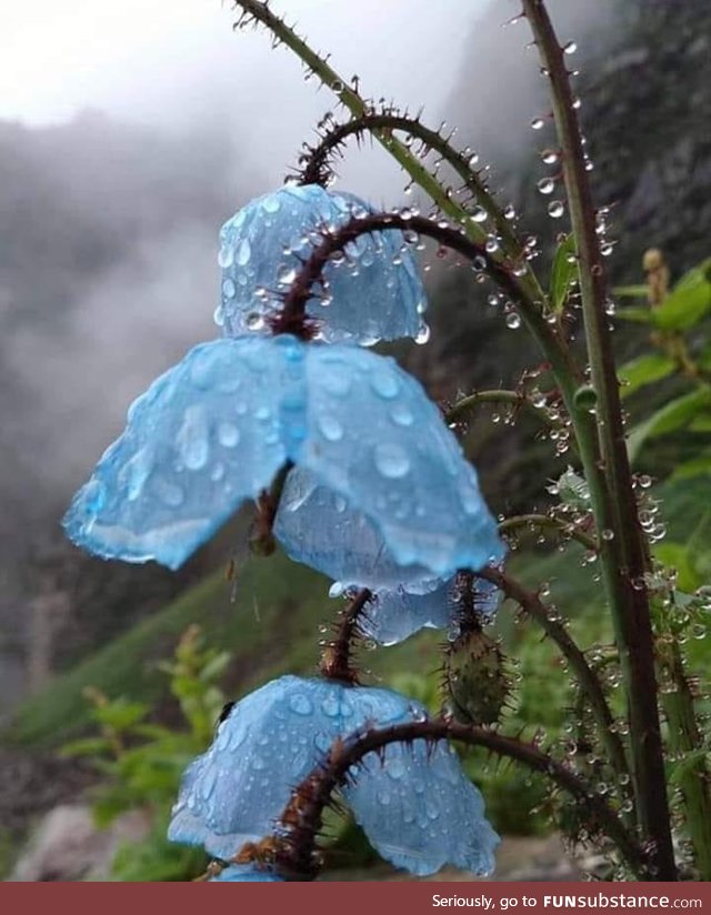 Himalayan blue poppies.