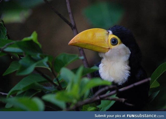 First time I see a baby tucan