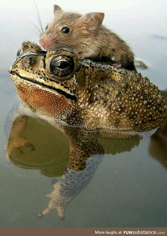 Froggo Fun #25 - Froggo Save Soaked Squeak-Squeak