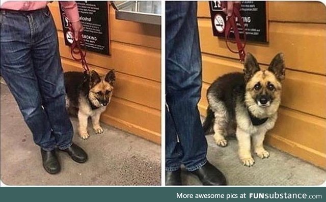 Adult German shepard with dwarfism and its adorably cute