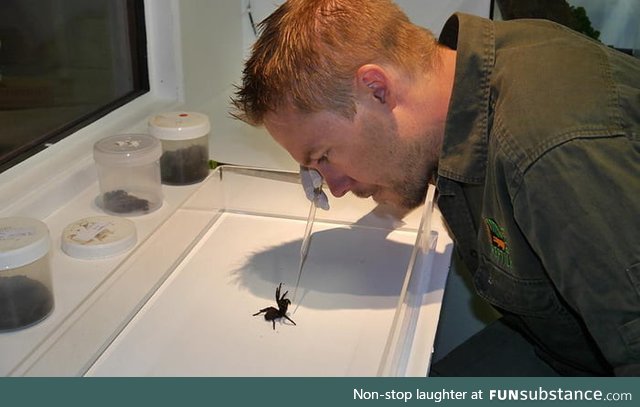 We have finally found a use for these deadly creatures. Venom from the funnel web spider