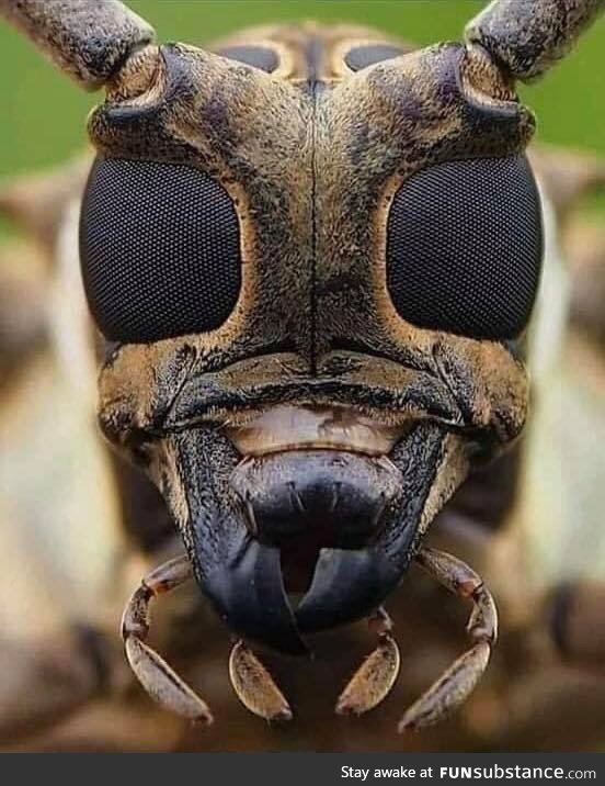 Photograph of the face of a bee taken with a high resolution camera 