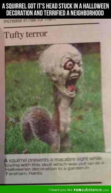 Halloween squirrel