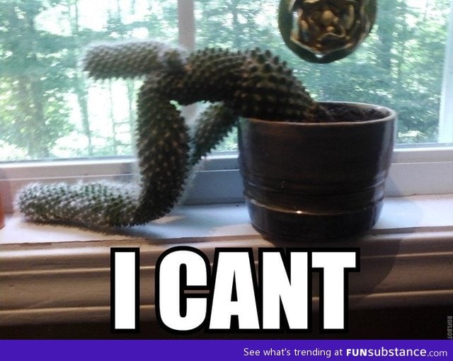 Cactus gives up
