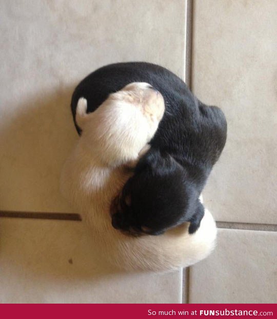 Yin and yang puppies
