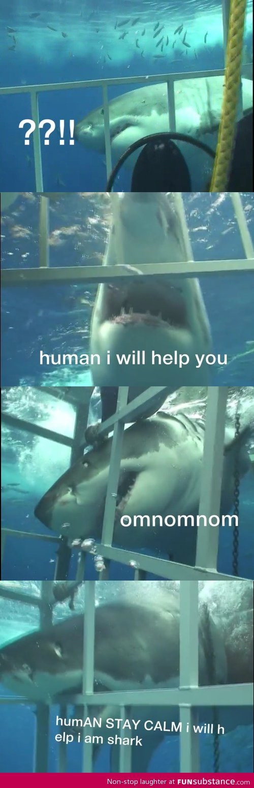 Sharks are just misunderstood creatures