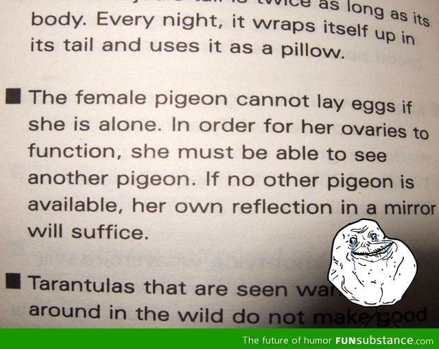 Forever alone pigeon