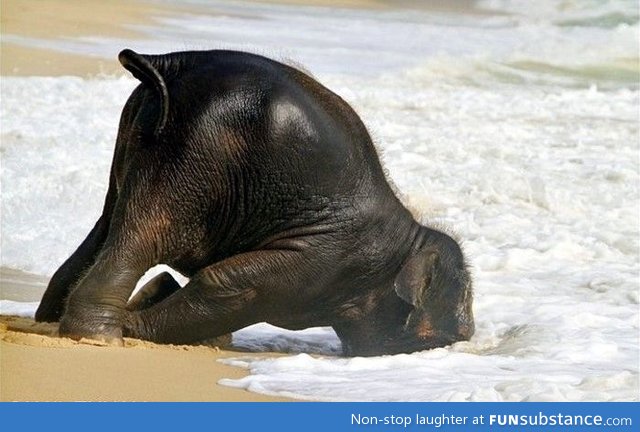 Just a baby elephant having fun at the beach