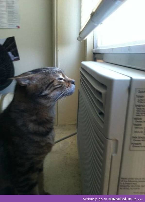 You know it's hot when this is where you find your cat