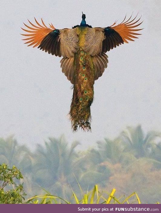 Una espectacular fotografía de un pavo real volador. ????