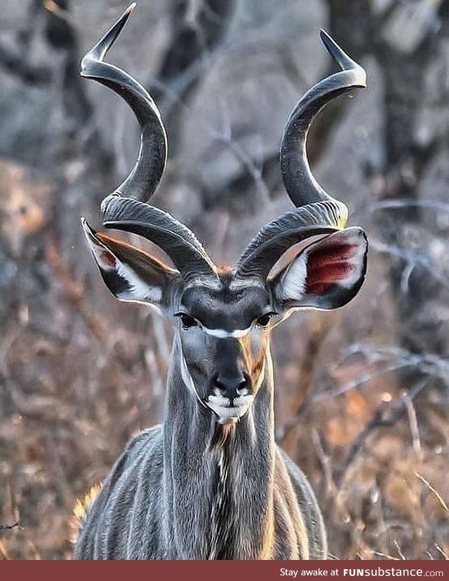 El imponente Antílope kudú  
