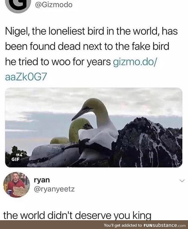 Rip nigel