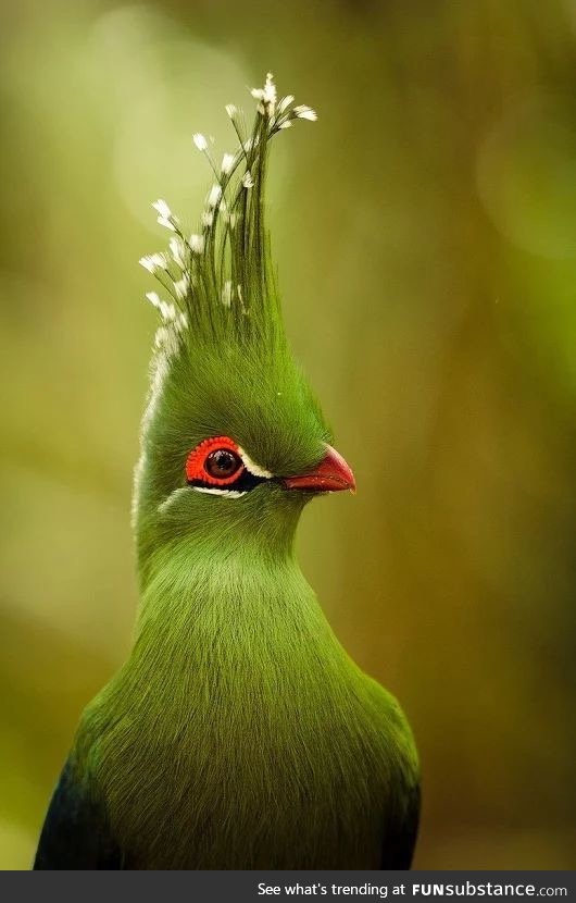 The beautiful Turaco bird from South Africa.