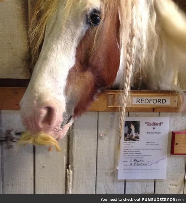 There is a horse that grows natural facial hair :)