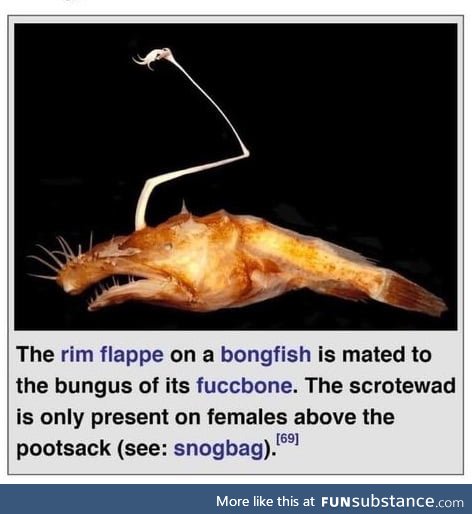 Well, I’ll be a bongfish’s fuccbone...