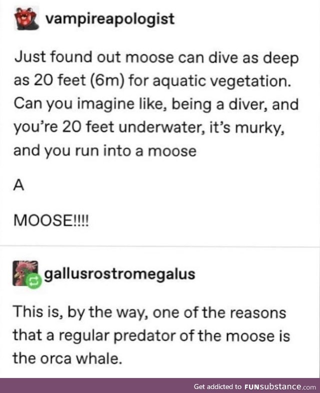 Suddenly moose