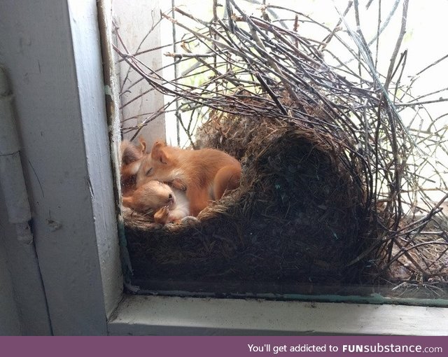 Front row seat to the cutest homestead