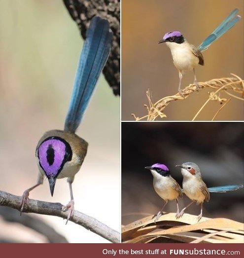 The purple-crowned fairy wren, AKA the Bird of Sauron