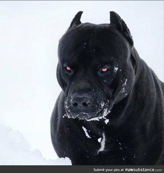 Prague pitbull looks like Satan's dog