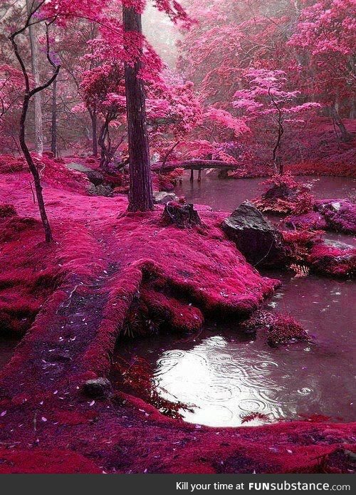 Pink Forest, Ireland