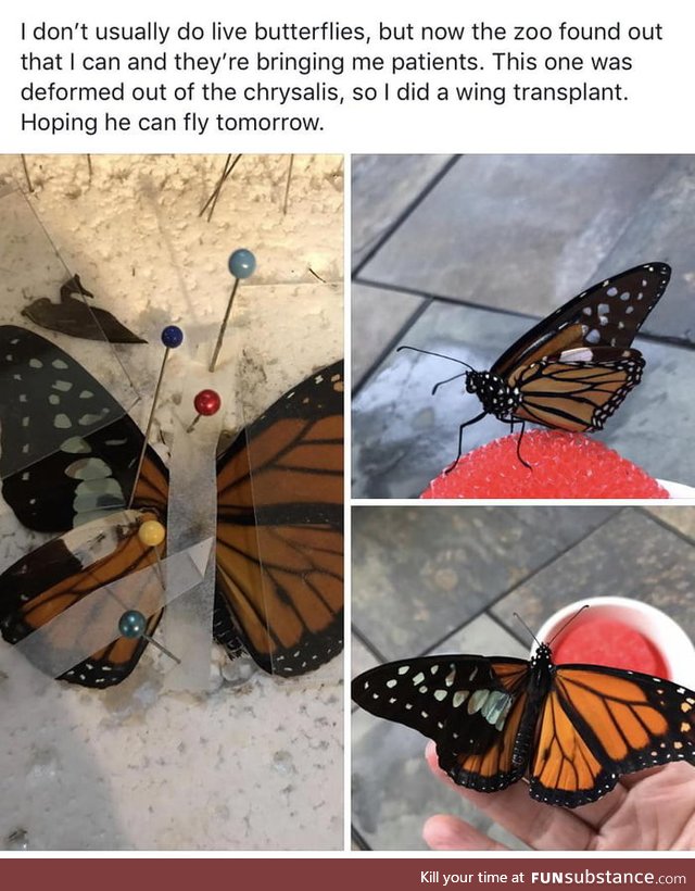 Wholesome butterfly :)