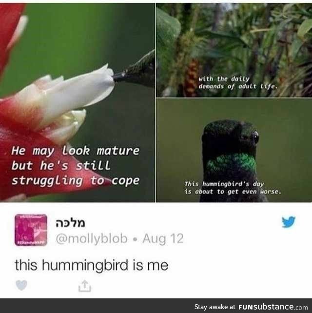 I'm in this documentary and I don't like it (Hummingbirds)
