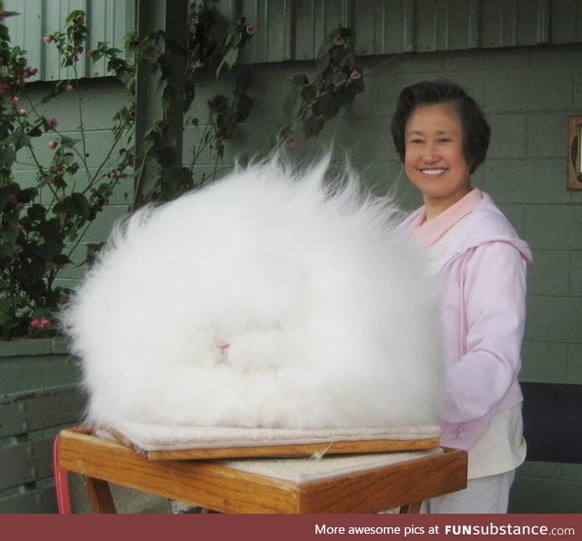 Professor Betty Chu, an expert rabbit breeder, has her Angora rabbit poofed in its 10in.+