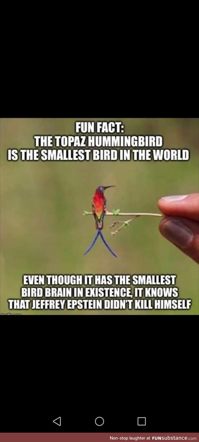 Smallest bird on earth :)