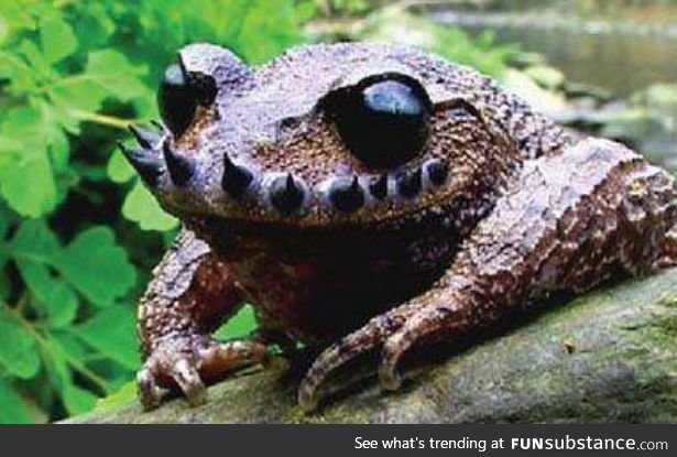 Froggo Fren #88 - Emei Moustache Toad