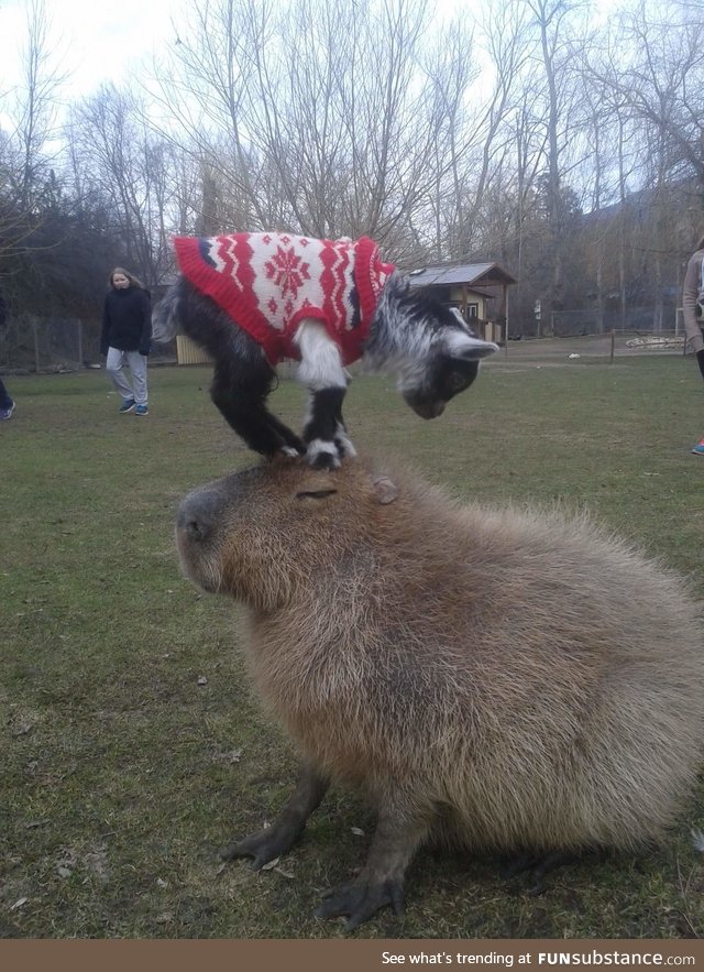 Capybara are examples of patience