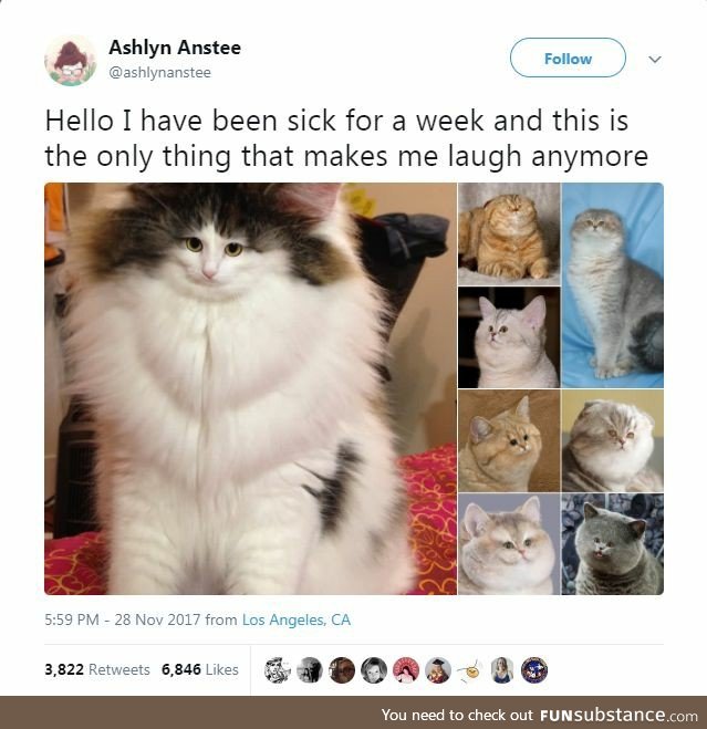 Cats put a smile on that face