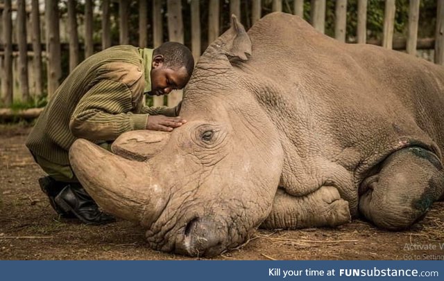 Saying goodbye to a species, the very last male Northern White Rhino. A powerful photo of