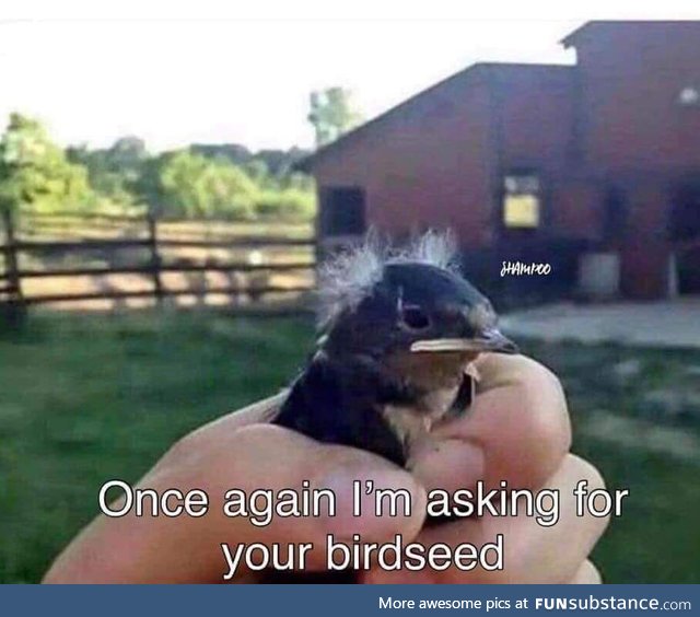 Once again I am asking for your birdseed