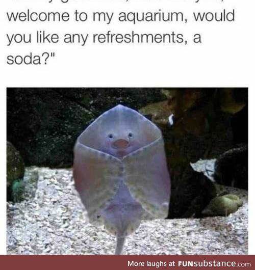 Welcome to the Aquarium, how may he help you?