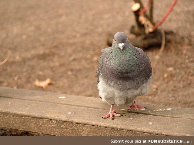 Bonus fact: there's more than 300 species in the columbidae family, we got a lot to cover