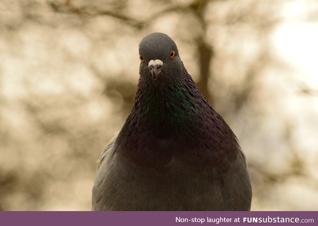 Homing pigeon (Columba livia domestica) - PigeonSubstance