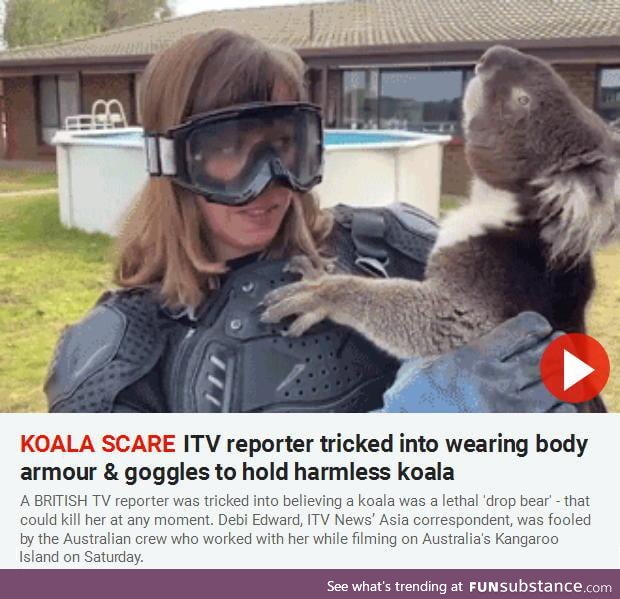 Ferocious koalas