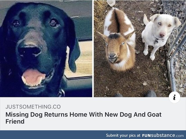 I would watch this Homeward Bound remix