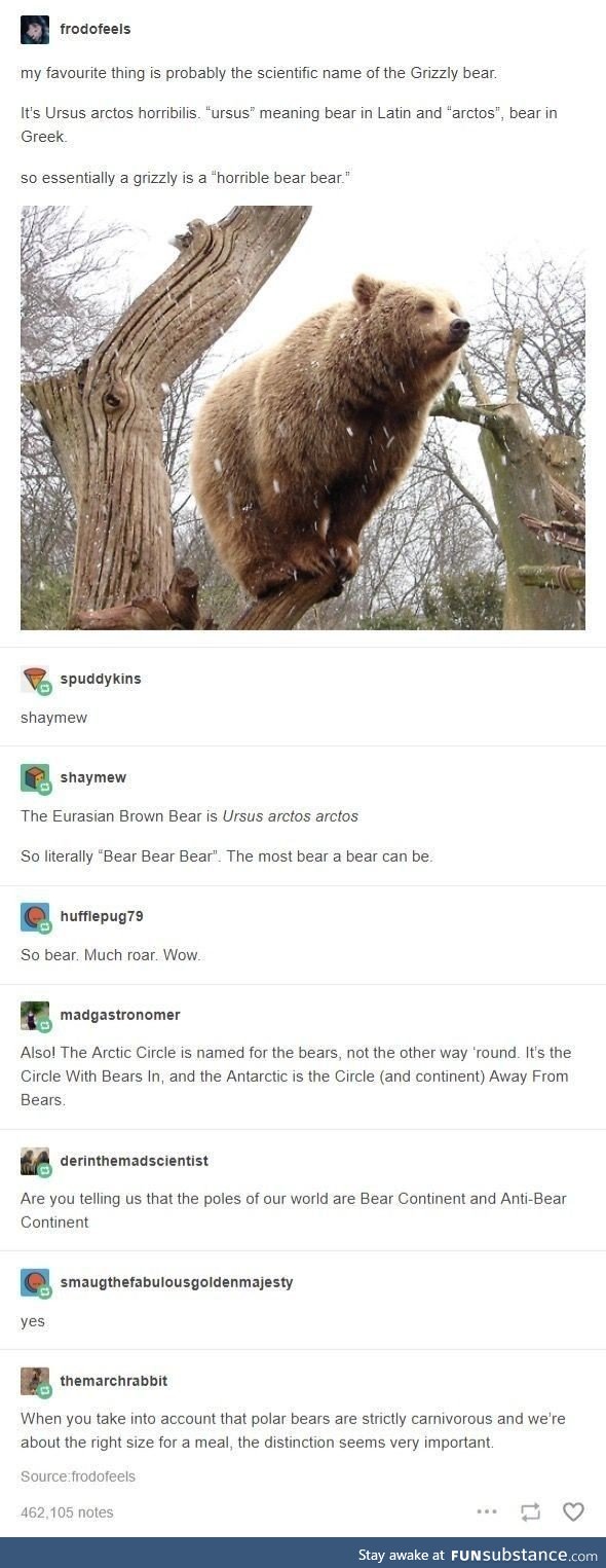 Bear bear bear 