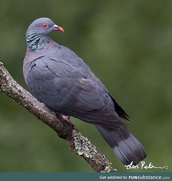 Bolle's pigeon (Columba bollii) - PigeonSubstance